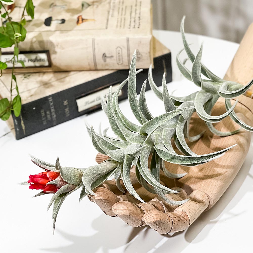 PLANCHU エアプランツ ティランジア エディシアエ XLサイズ 1株 W10×H30cm前後 育て方説明書付き Tillandsia edithae エアープランツ チランジア