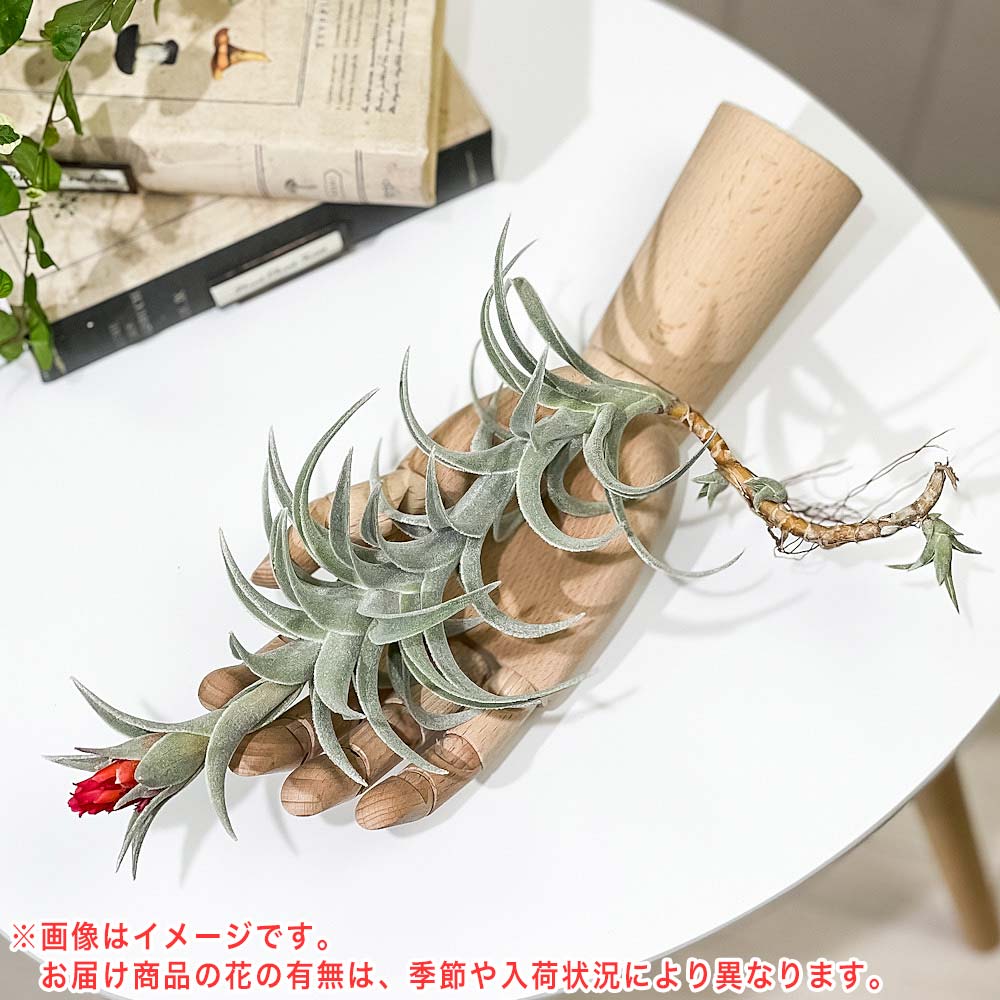 PLANCHU エアプランツ ティランジア エディシアエ XLサイズ 1株 W10×H30cm前後 育て方説明書付き Tillandsia edithae エアープランツ チランジア