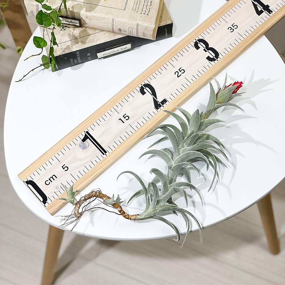 PLANCHU エアプランツ ティランジア エディシアエ XLサイズ 1株 W10×H30cm前後 育て方説明書付き Tillandsia edithae エアープランツ チランジア