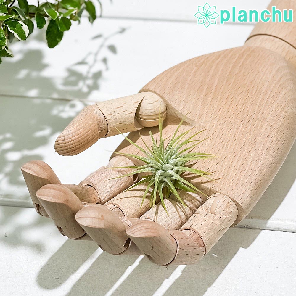 PLANCHU メール便発送 エアプランツ ティランジア イオナンタ Sサイズ 1株 W3×H3cm前後 育て方説明書付き Tillandsia ionantha エアープランツ チランジア