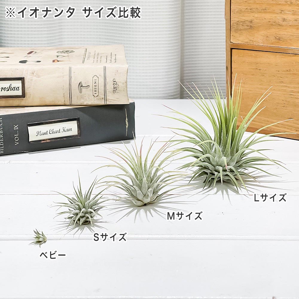 PLANCHU メール便発送 エアプランツ ティランジア イオナンタ Sサイズ 1株 W3×H3cm前後 育て方説明書付き Tillandsia ionantha エアープランツ チランジア