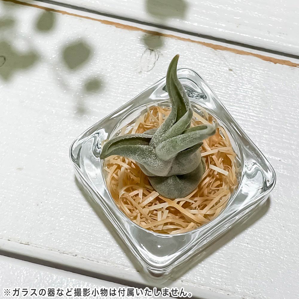 PLANCHU メール便発送 エアプランツ ティランジア カプトメデューサエ Sサイズ 1株 W3×H6cm前後 育て方説明書付き Tillandsia caput-medusae カプトメドゥーサエ エアープランツ チランジア