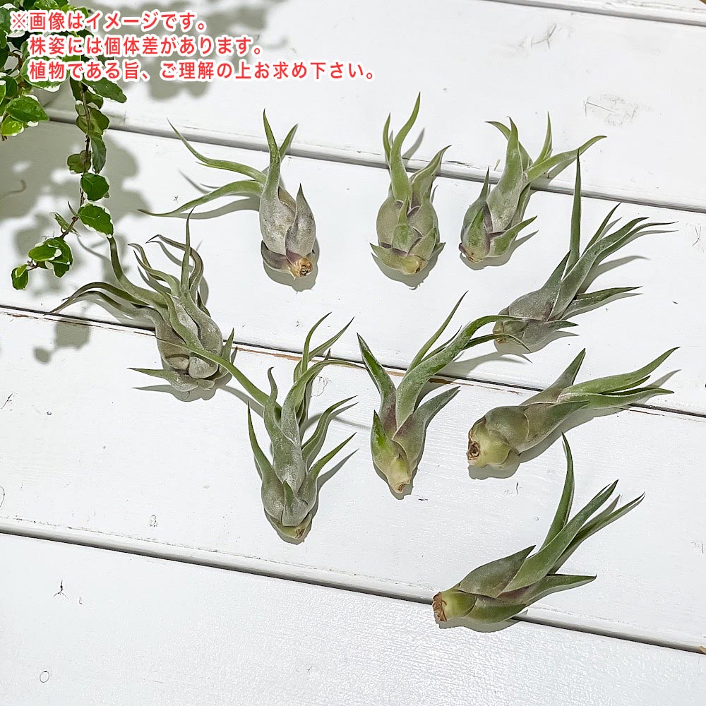PLANCHU メール便発送 エアプランツ ティランジア カプトメデューサエ Sサイズ 1株 W3×H6cm前後 育て方説明書付き Tillandsia caput-medusae カプトメドゥーサエ エアープランツ チランジア