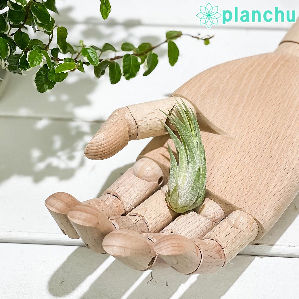 PLANCHU メール便発送 エアプランツ ティランジア コルビー Sサイズ 1株 W3×H5cm前後 育て方説明書付き Tillandsia scaposa スカポーサ エアープランツ チランジア