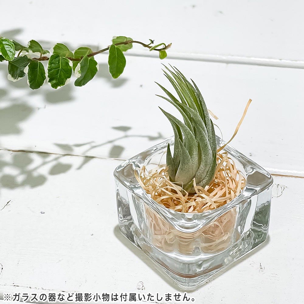 PLANCHU メール便発送 エアプランツ ティランジア コルビー Sサイズ 1株 W3×H5cm前後 育て方説明書付き Tillandsia scaposa スカポーサ エアープランツ チランジア