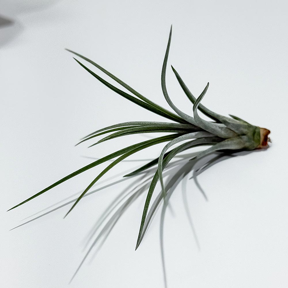 PLANCHU エアプランツ ティランジア ジュンセア Sサイズ 1株 W3×H10cm前後 育て方説明書付き Tillandsia juncea エアープランツ チランジア