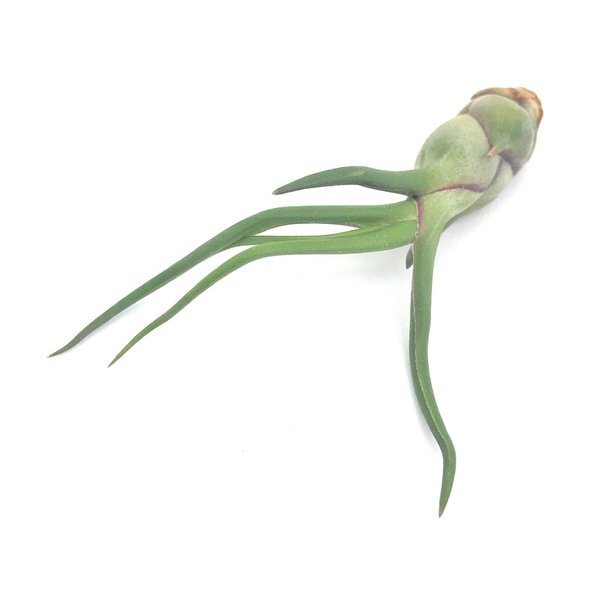 PLANCHU メール便発送 エアプランツ ティランジア ブルボーサ Sサイズ 1株 W4×H6cm前後 育て方説明書付き Tillandsia bulbosa エアープランツ チランジア