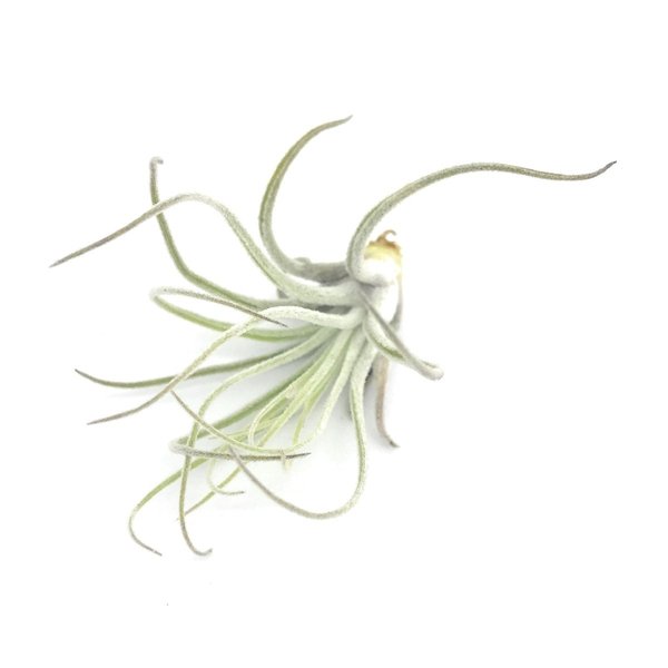 PLANCHU メール便発送 エアプランツ ティランジア ベリッキアーナ Sサイズ 1株 W5×H8cm前後 育て方説明書付き Tillandsia velickiana エアープランツ チランジア