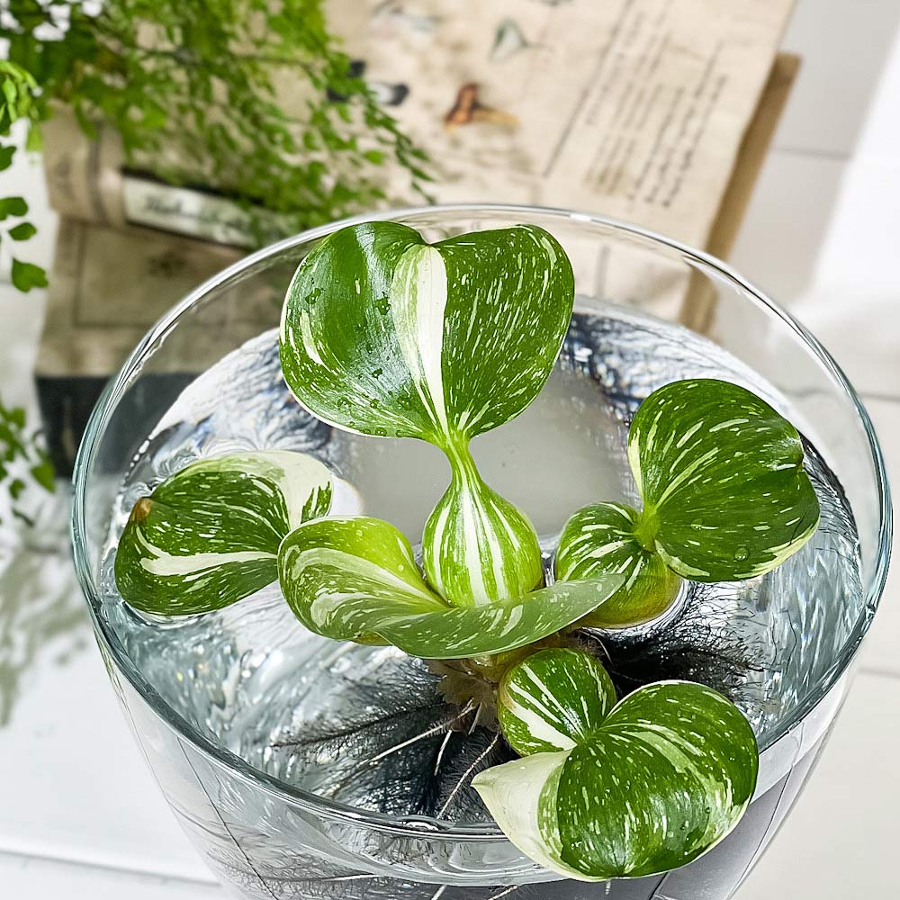 PLANCHU 浮草 ホテイアオイ 斑入り Mサイズ 1株 育て方説明書付き Eichhornia crassipes ‘Variegata’ ホテイソウ 水草 水生植物 メダカ
