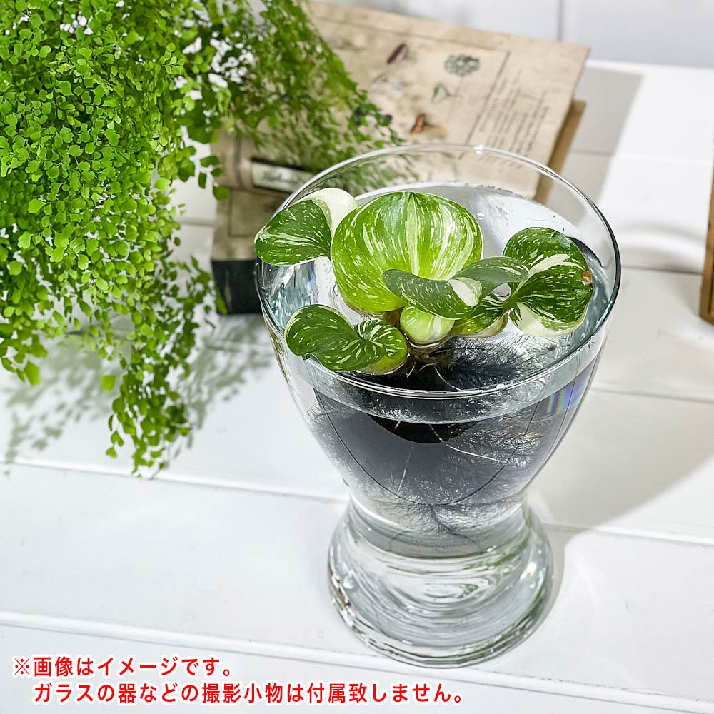 PLANCHU 浮草 ホテイアオイ 斑入り Mサイズ 1株 育て方説明書付き Eichhornia crassipes ‘Variegata’ ホテイソウ 水草 水生植物 メダカ