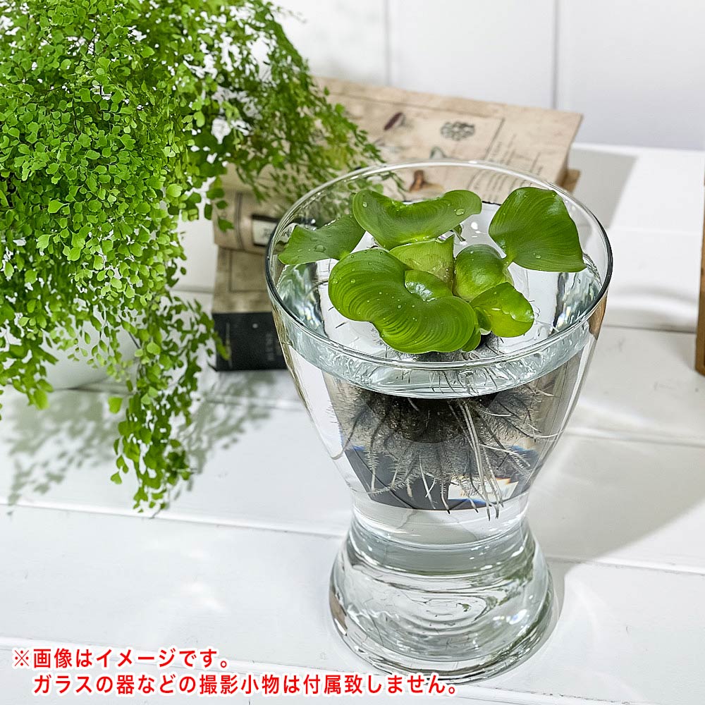 PLANCHU 浮草 ホテイアオイ Mサイズ 1株 育て方説明書付き Eichhornia crassipes ホテイソウ 水草 水生植物 メダカ