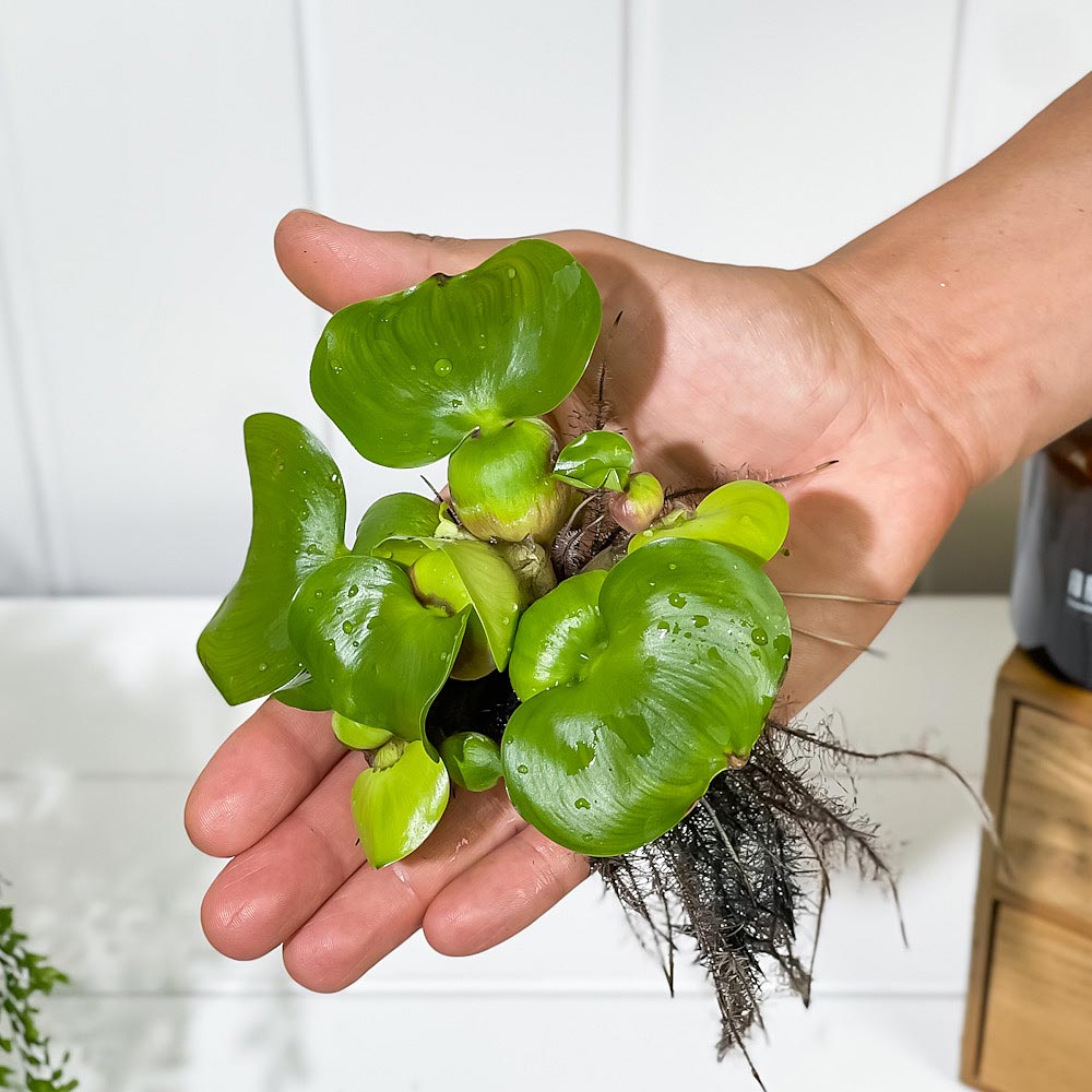 PLANCHU 浮草 ホテイアオイ Mサイズ 1株 育て方説明書付き Eichhornia crassipes ホテイソウ 水草 水生植物 メダカ