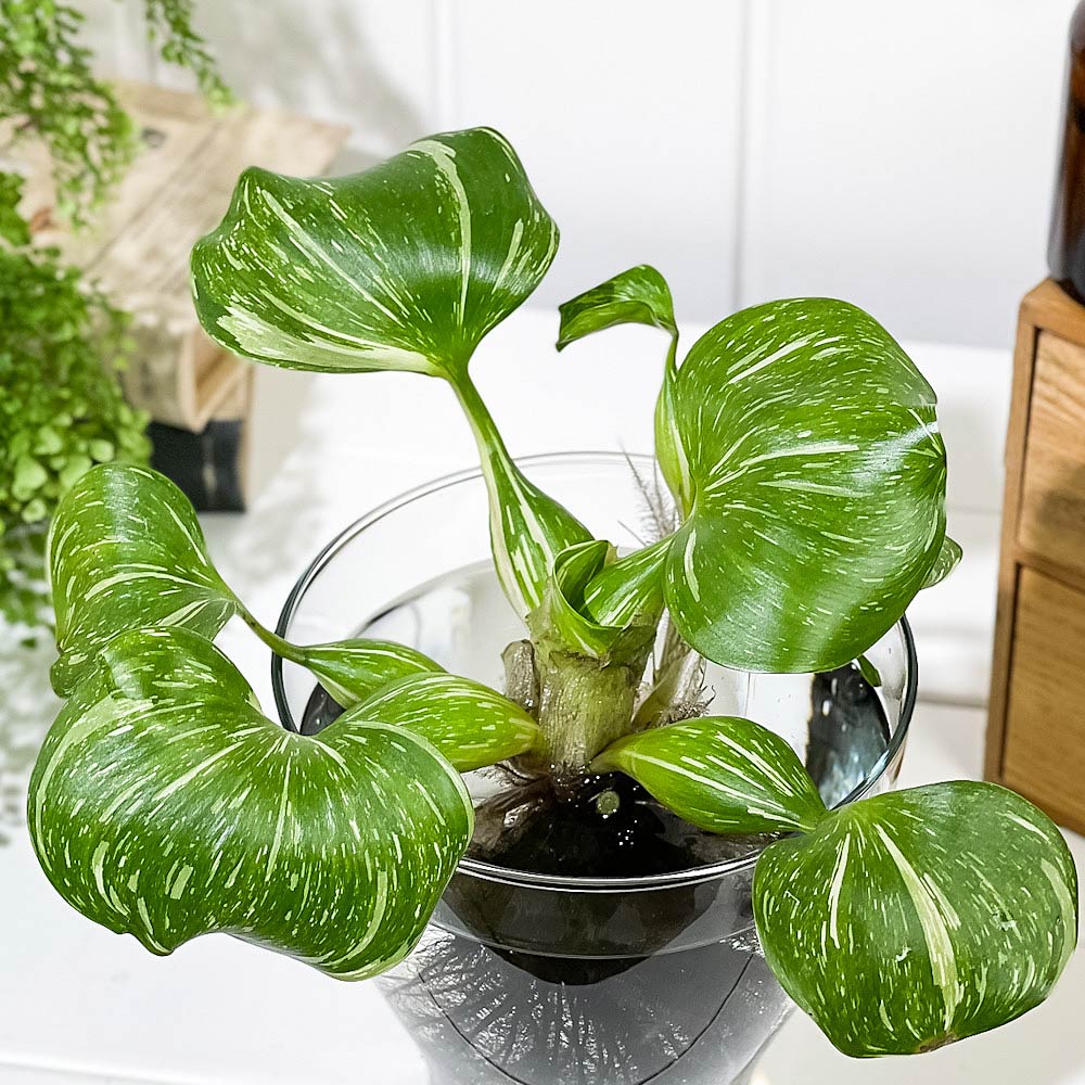 PLANCHU 浮草 ホテイアオイ 斑入り Lサイズ 1株 育て方説明書付き Eichhornia crassipes ‘Variegata’ ホテイソウ 水草 水生植物 メダカ