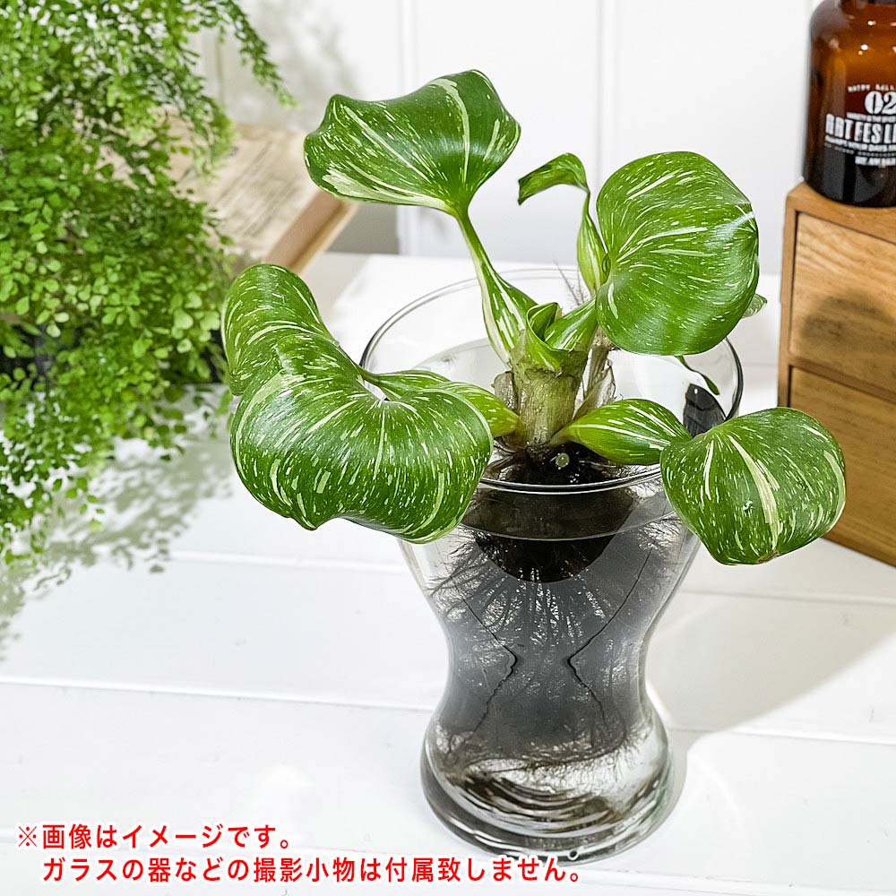 PLANCHU 浮草 ホテイアオイ 斑入り Lサイズ 1株 育て方説明書付き Eichhornia crassipes ‘Variegata’ ホテイソウ 水草 水生植物 メダカ