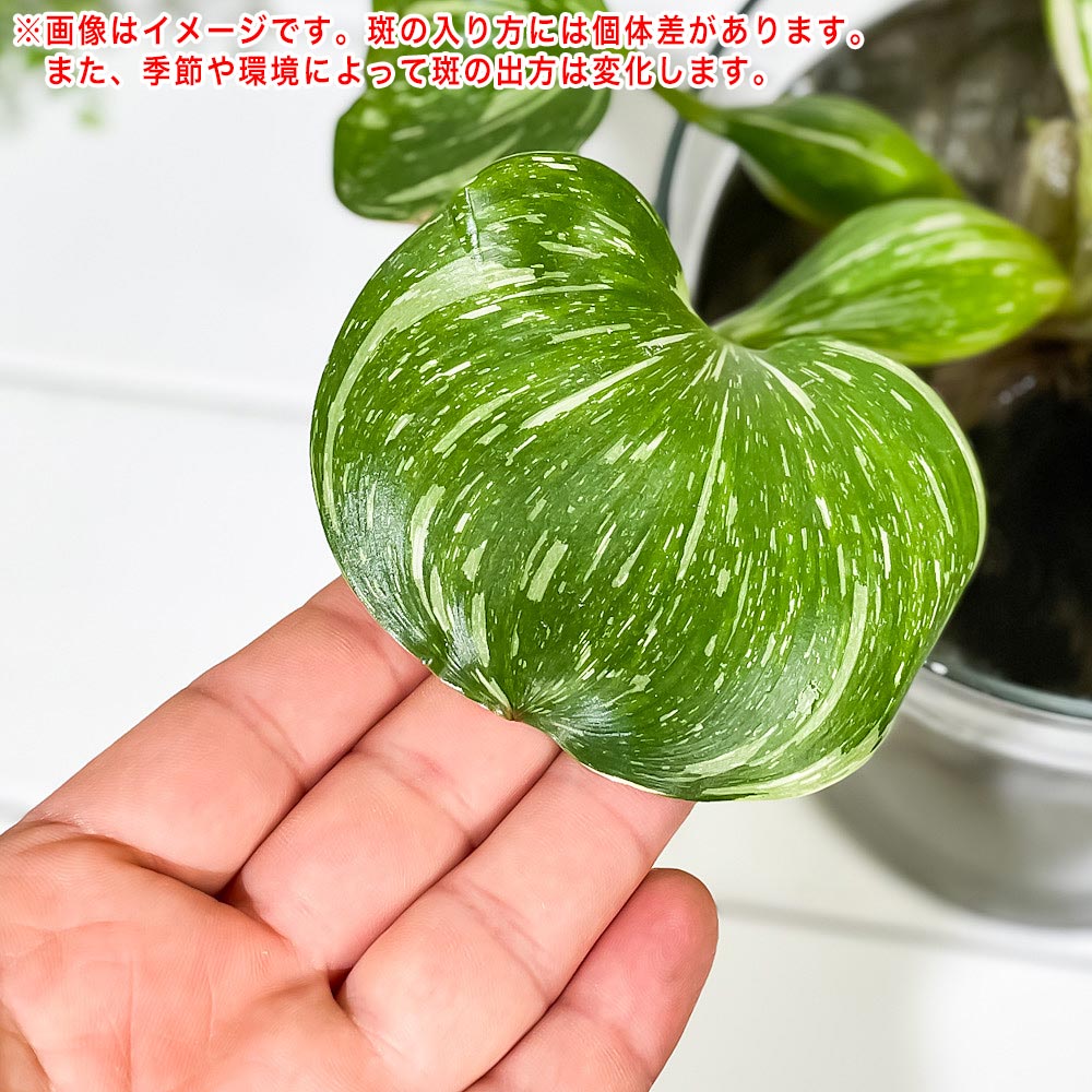 PLANCHU 浮草 ホテイアオイ 斑入り Lサイズ 1株 育て方説明書付き Eichhornia crassipes ‘Variegata’ ホテイソウ 水草 水生植物 メダカ