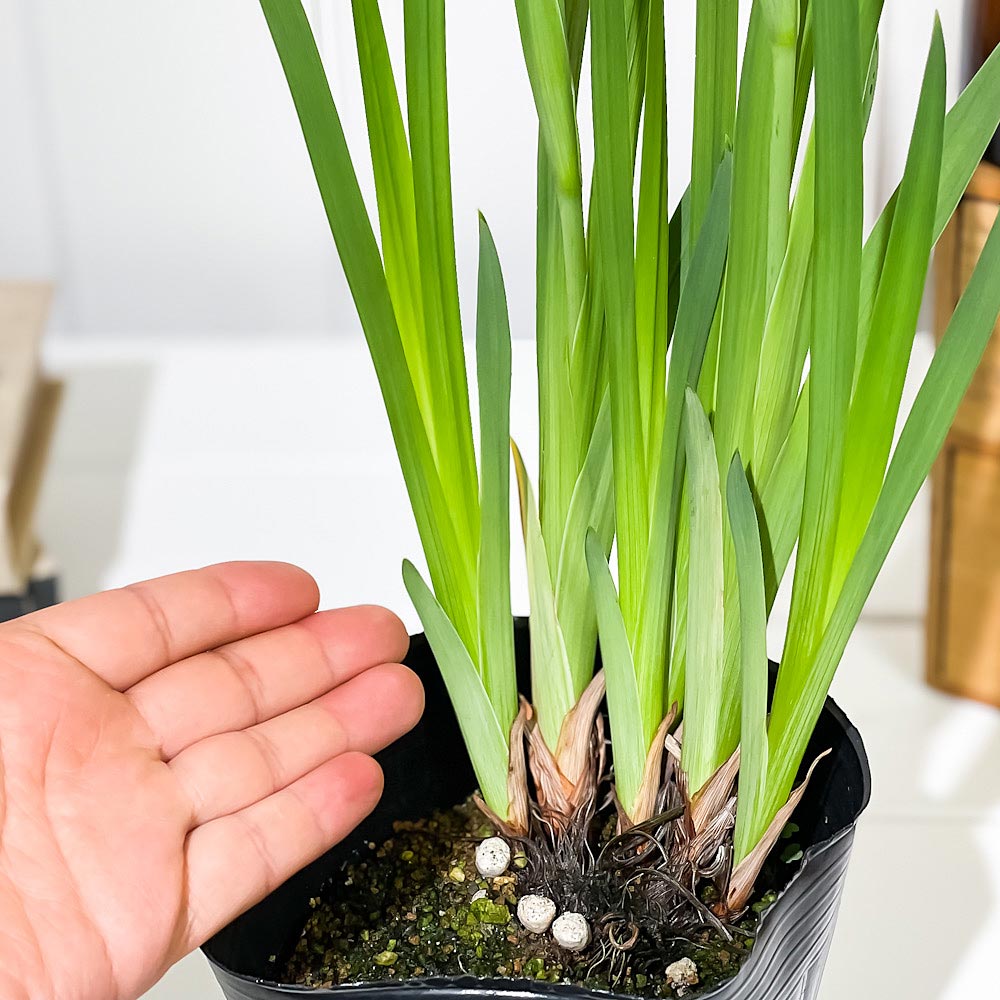 PLANCHU 水辺植物 アイリス ハナショウブ 4.5号ポット 育て方説明書付き Iris ensata 花菖蒲 花苗 山野草 ビオトープ メダカ