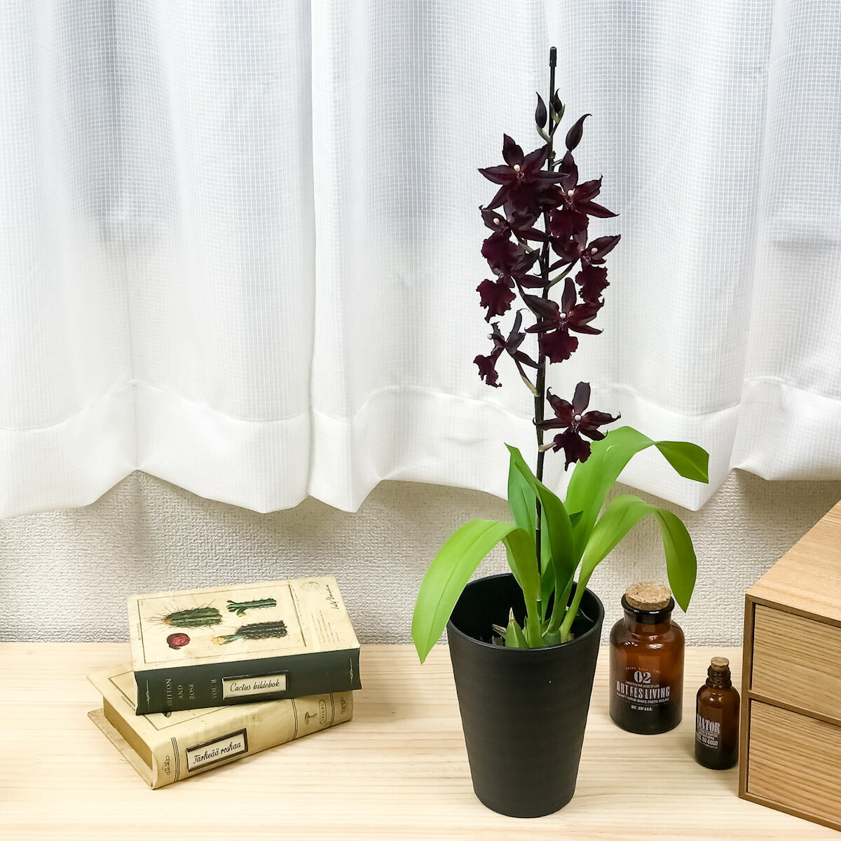 PLANCHU 洋ラン オンコステレ マサイ レッド 4号鉢 開花株種 かっこいい コルマナラ