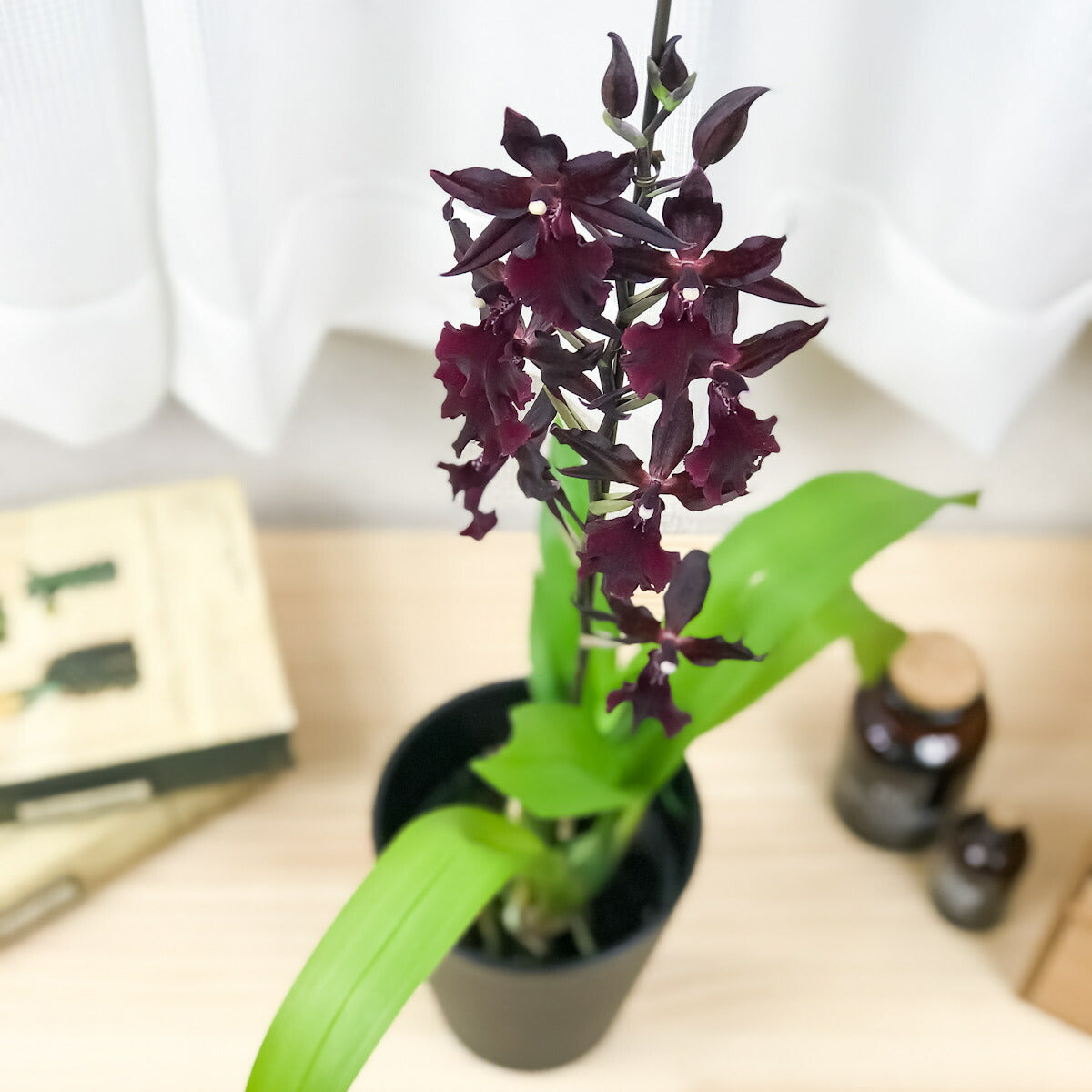PLANCHU 洋ラン オンコステレ マサイ レッド 4号鉢 開花株種 かっこいい コルマナラ