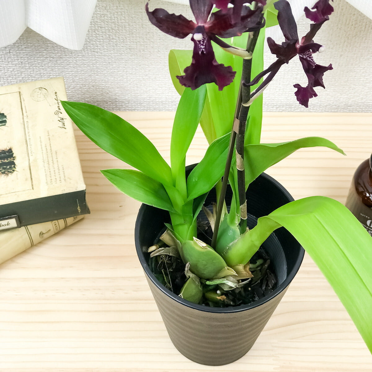 PLANCHU 洋ラン オンコステレ マサイ レッド 4号鉢 開花株種 かっこいい コルマナラ