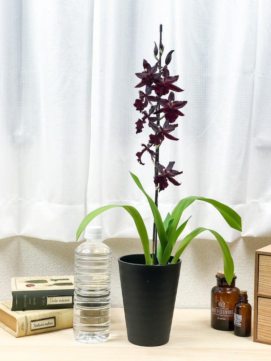 PLANCHU 洋ラン オンコステレ マサイ レッド 4号鉢 開花株種 かっこいい コルマナラ