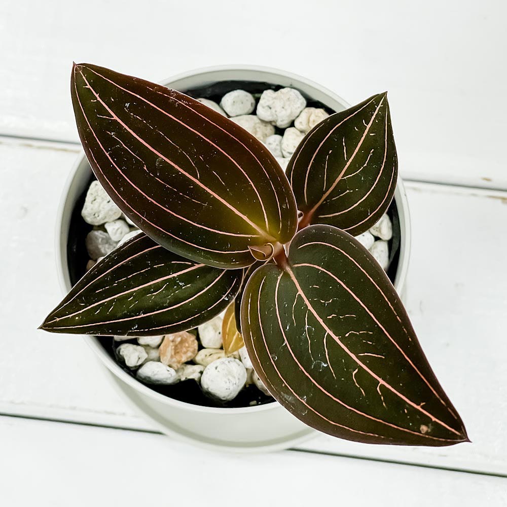 PLANCHU ジュエルオーキッド ルディシア ディスカラー 3.5号鉢 受け皿付き 育て方説明書付き Ludisia discolor 宝石蘭 ホンコンシュスラン 観葉植物