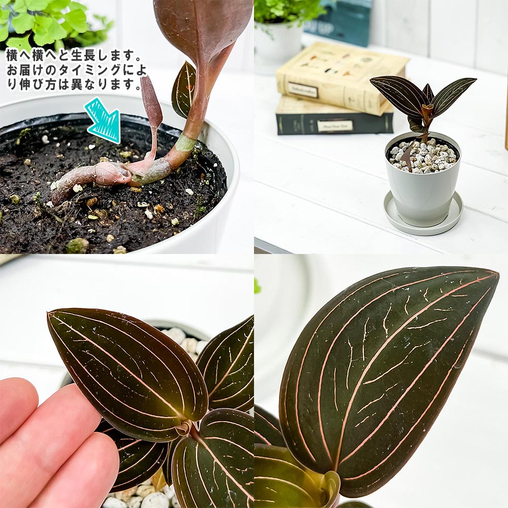 PLANCHU ジュエルオーキッド ルディシア ディスカラー 3.5号鉢 受け皿付き 育て方説明書付き Ludisia discolor 宝石蘭 ホンコンシュスラン 観葉植物