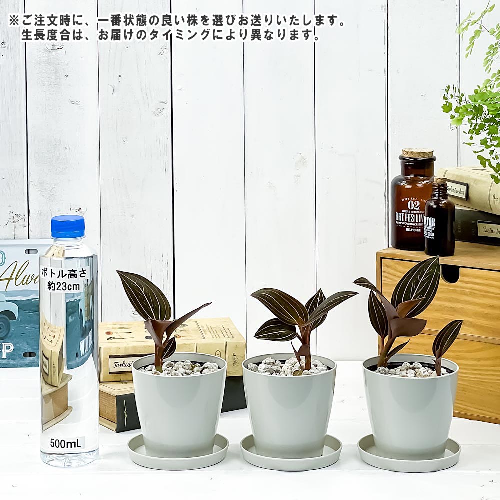 PLANCHU ジュエルオーキッド ルディシア ディスカラー 3.5号鉢 受け皿付き 育て方説明書付き Ludisia discolor 宝石蘭 ホンコンシュスラン 観葉植物