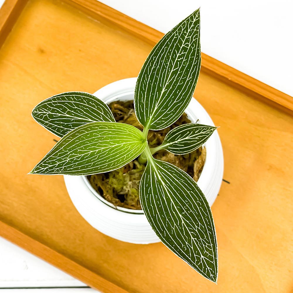 PLANCHU ジュエルオーキッド ルディシア トリカラー 3号丸鉢 育て方説明書付き Ludisia sp. 観葉植物 洋ラン