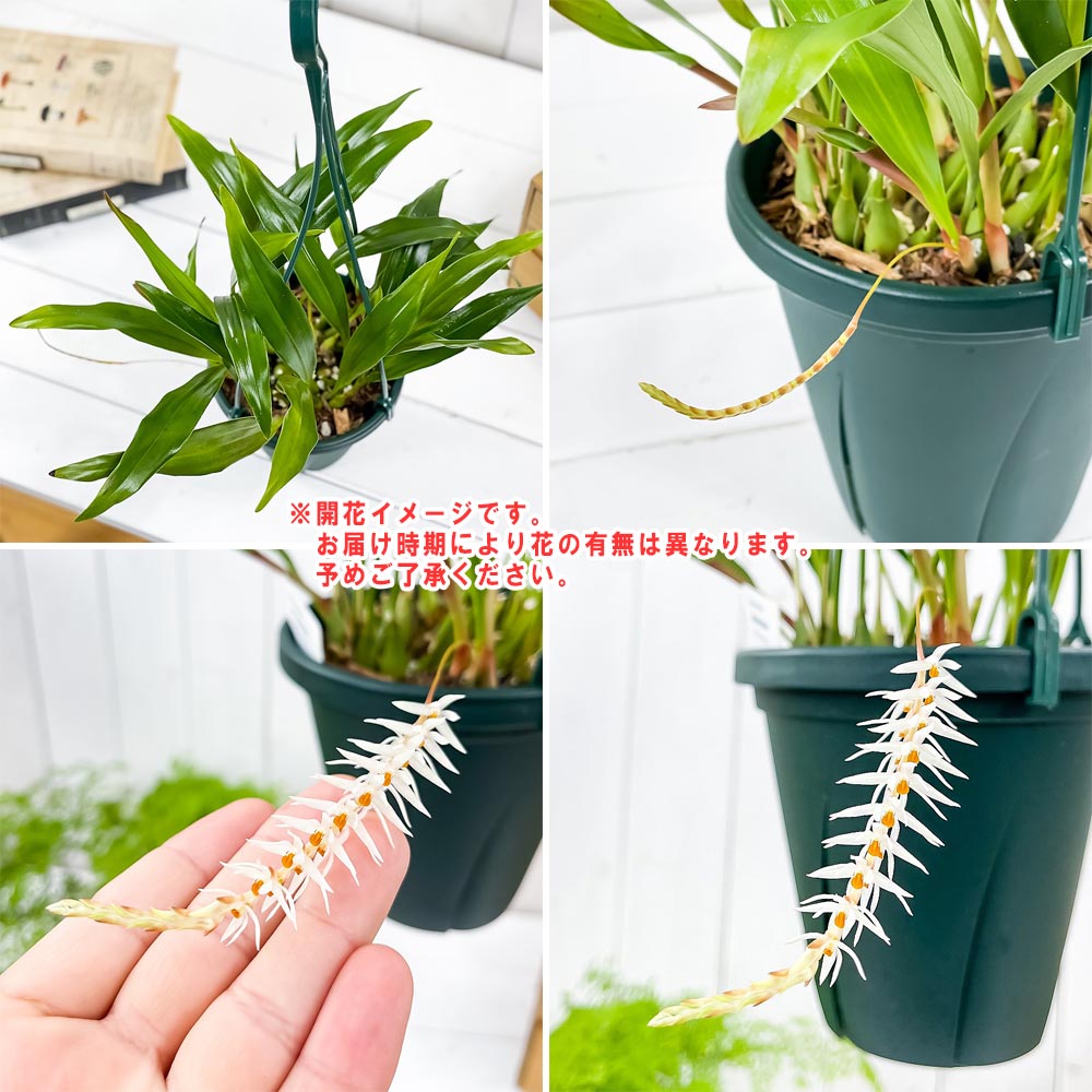 PLANCHU 洋ラン デンドロキラム グルマケウム 5号吊り鉢 育て方説明書付き Dendrochilum glumaceum ライスオーキッド