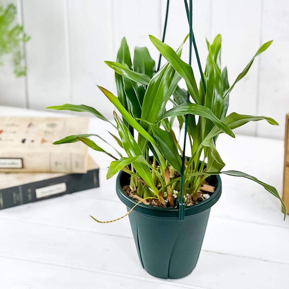 PLANCHU 洋ラン デンドロキラム グルマケウム 5号吊り鉢 育て方説明書付き Dendrochilum glumaceum ライスオーキッド