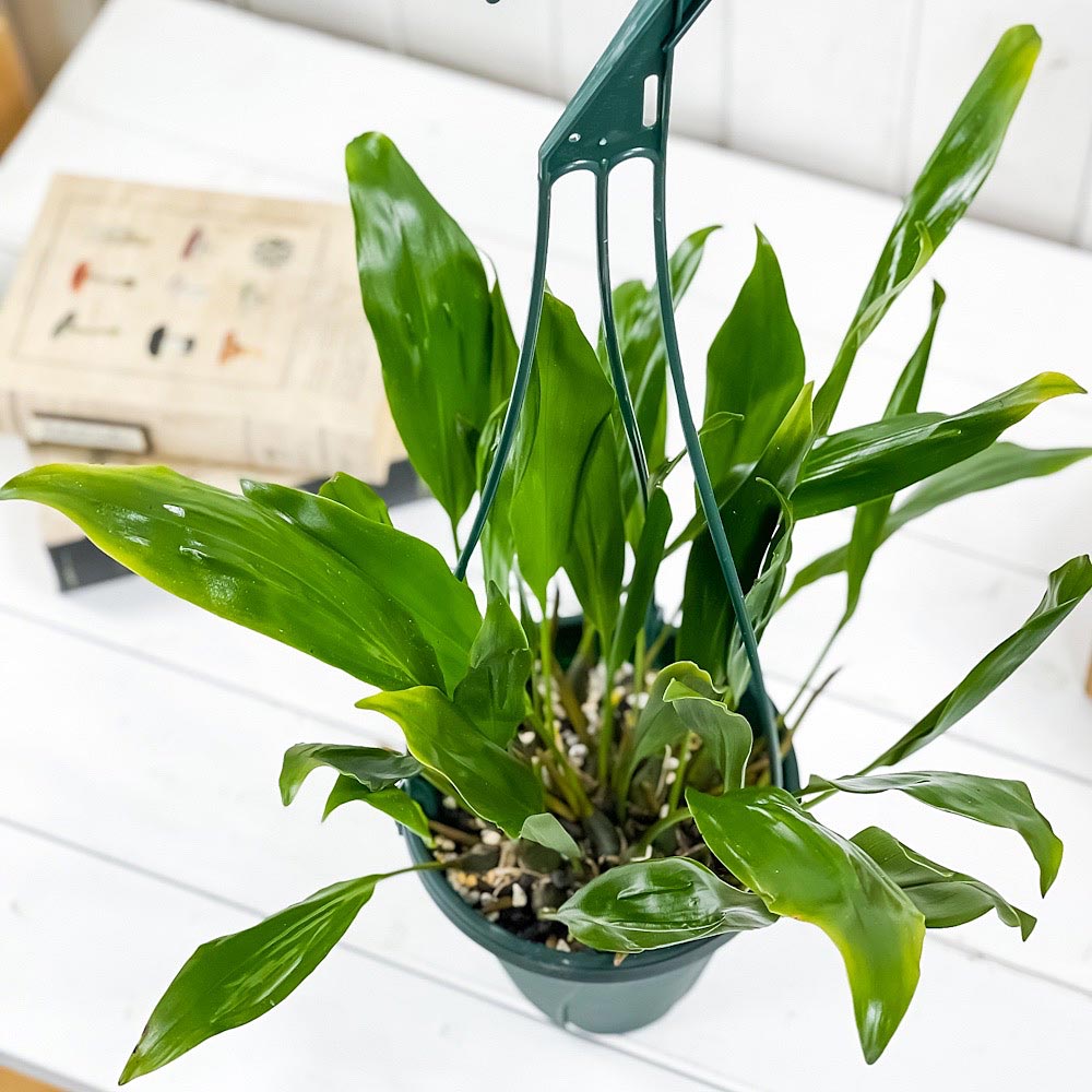 PLANCHU 洋ラン デンドロキラム プロピンクウム 5号吊り鉢 育て方説明書付き Dendrochilum propinquum ライスオーキッド