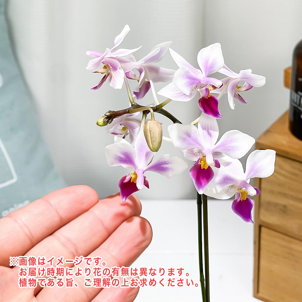 PLANCHU 洋ラン ファレノプシス カサンドラ 3号鉢 受け皿付き 育て方説明書付き 胡蝶蘭 コチョウラン キャサンドラ かがやき カガヤキ