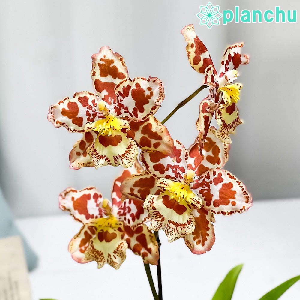 PLANCHU 洋ラン オドントグロッサム オレンジ系 花無し株 3.5号鉢