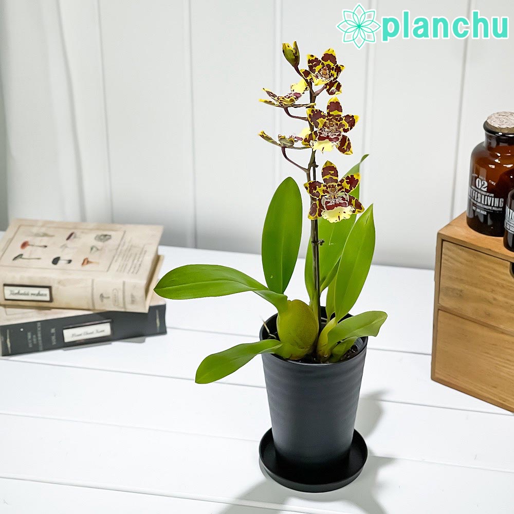 PLANCHU 洋ラン オドントグロッサム イエロー系 花無し株 3.5号鉢 受け皿付き 育て方説明書付き Odontoglossum cv.