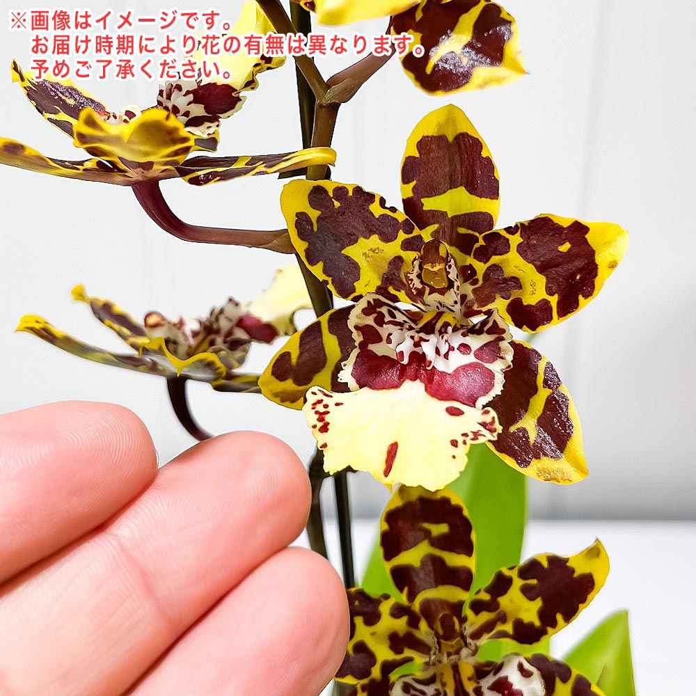 PLANCHU 洋ラン オドントグロッサム イエロー系 花無し株 3.5号鉢 受け皿付き 育て方説明書付き Odontoglossum cv.