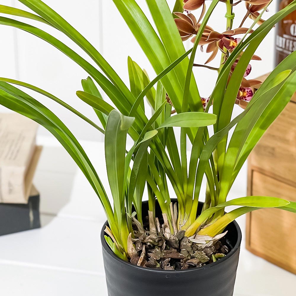 PLANCHU 東洋ラン キンリョウヘン 3.5号鉢 受け皿付き 育て方説明書付き Cymbidium floribundum 金稜辺 ミツバチラン シンビジウム シンビジューム フロリバンダム