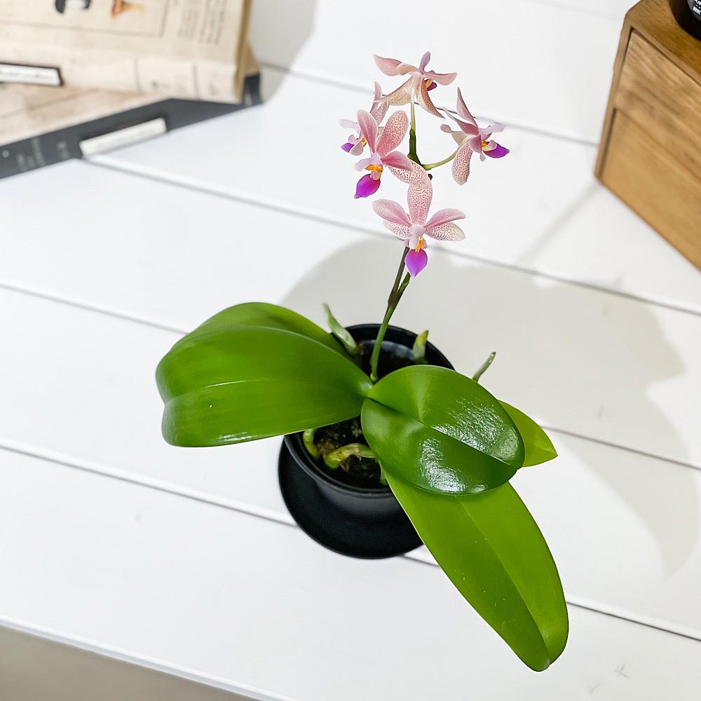 PLANCHU 洋ラン ファレノプシス アプリコットグロー 3号鉢 受け皿付き 育て方説明書付き Phalaenopsis ‘Apricot Glow’ 胡蝶蘭 コチョウラン