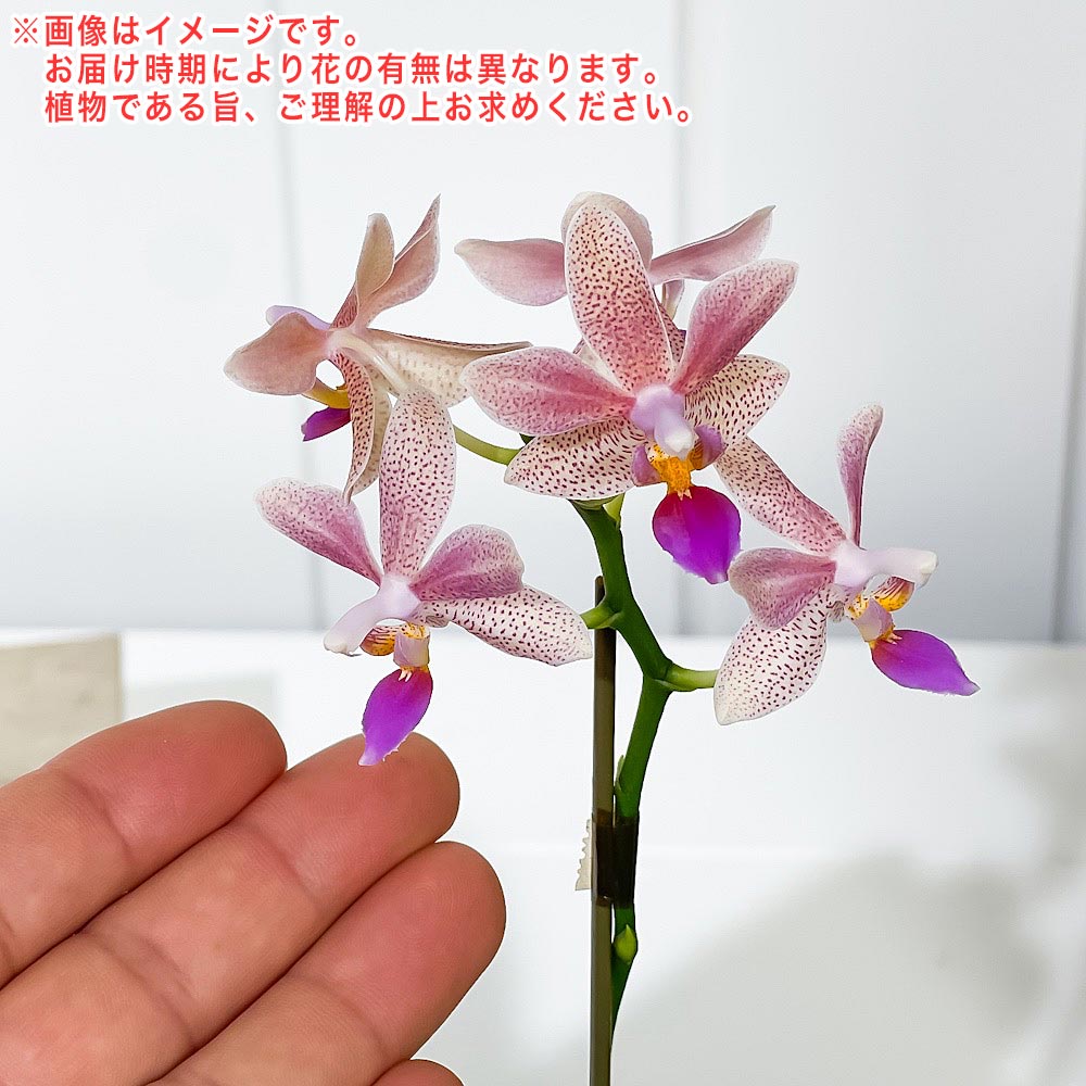 PLANCHU 洋ラン ファレノプシス アプリコットグロー 3号鉢 受け皿付き 育て方説明書付き Phalaenopsis ‘Apricot Glow’ 胡蝶蘭 コチョウラン
