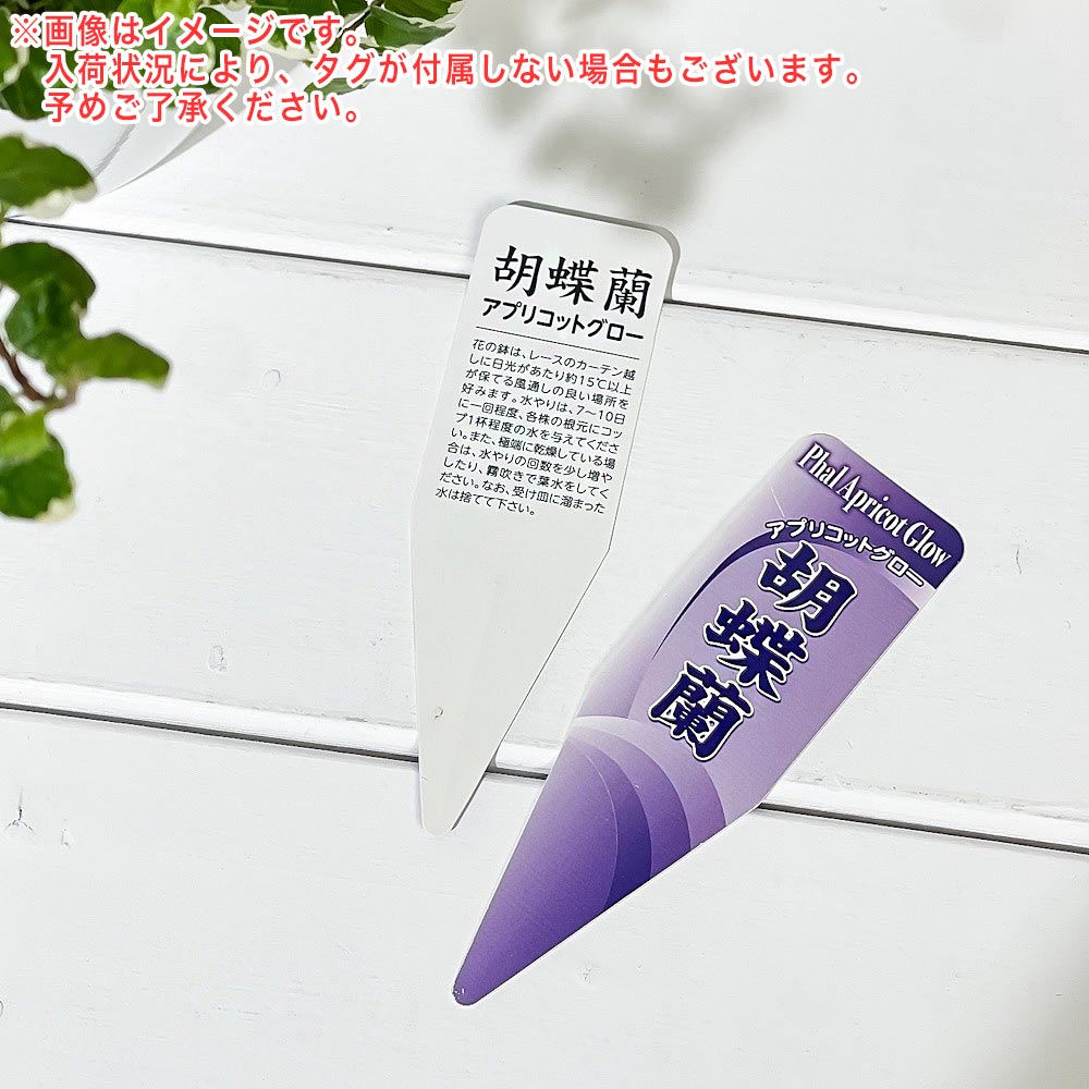 PLANCHU 洋ラン ファレノプシス アプリコットグロー 3号鉢 受け皿付き 育て方説明書付き Phalaenopsis ‘Apricot Glow’ 胡蝶蘭 コチョウラン