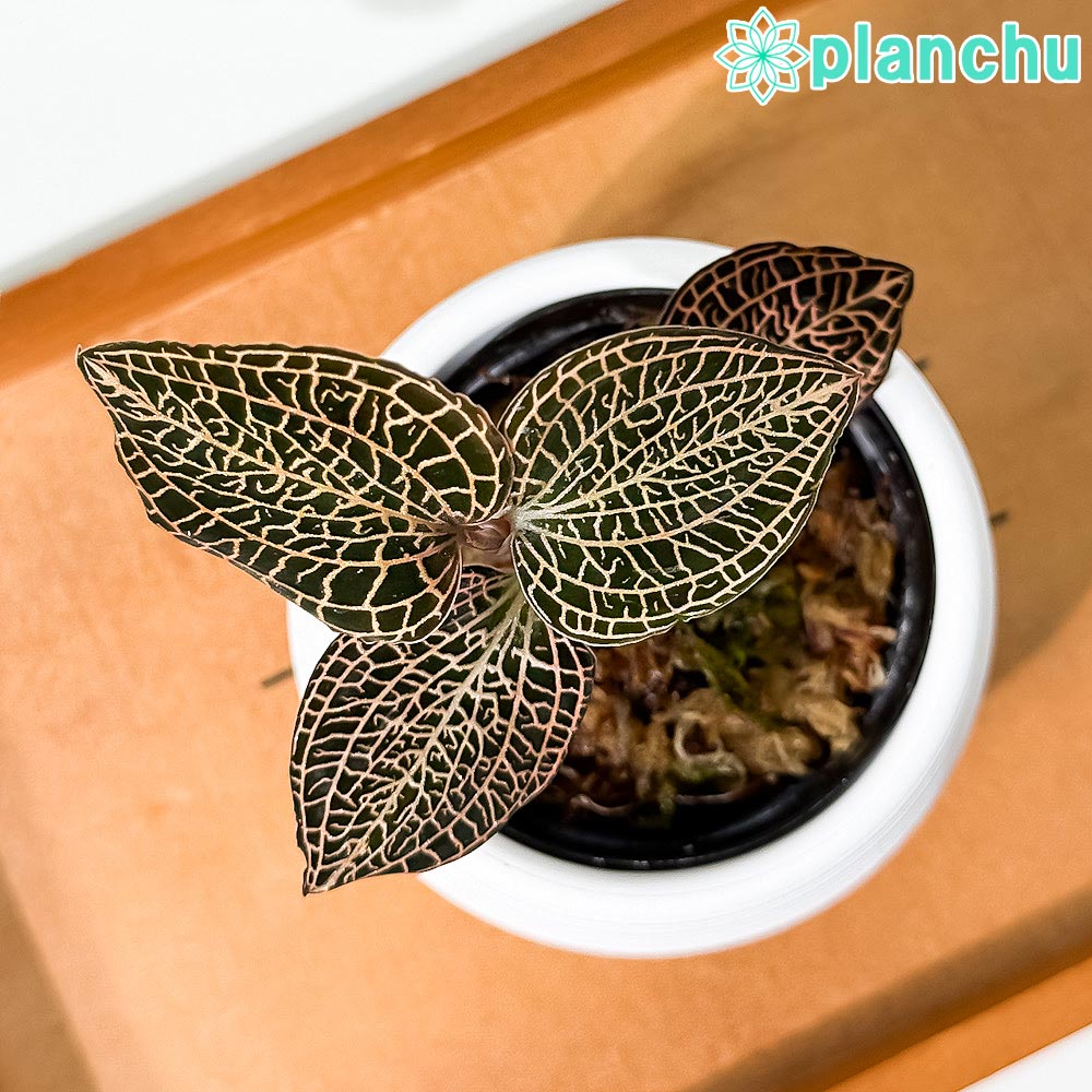 PLANCHU ジュエルオーキッド アネクトキルス ローズゴールド 3号丸鉢 受け皿付き 育て方説明書付き Anoectochilus ‘Rose Gold’ 観葉植物 洋ラン