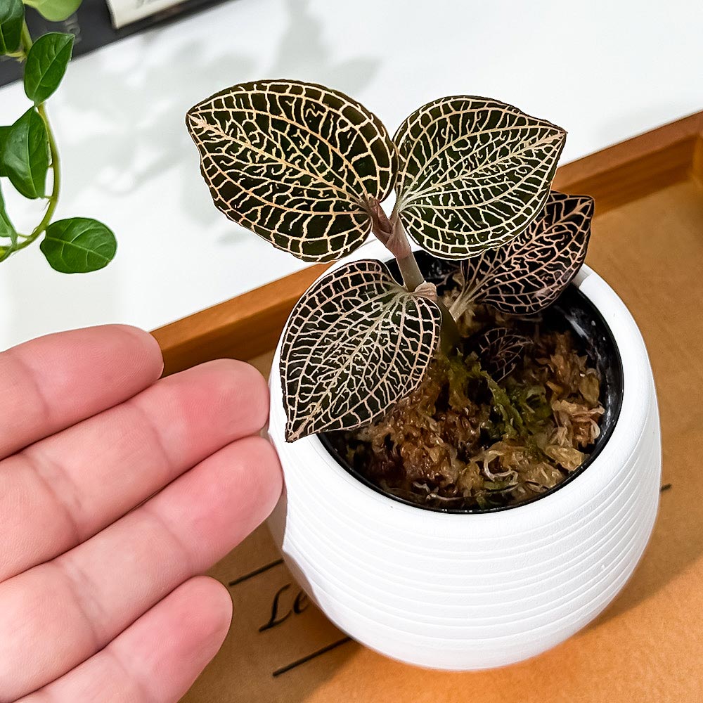 PLANCHU ジュエルオーキッド アネクトキルス ローズゴールド 3号丸鉢 受け皿付き 育て方説明書付き Anoectochilus ‘Rose Gold’ 観葉植物 洋ラン