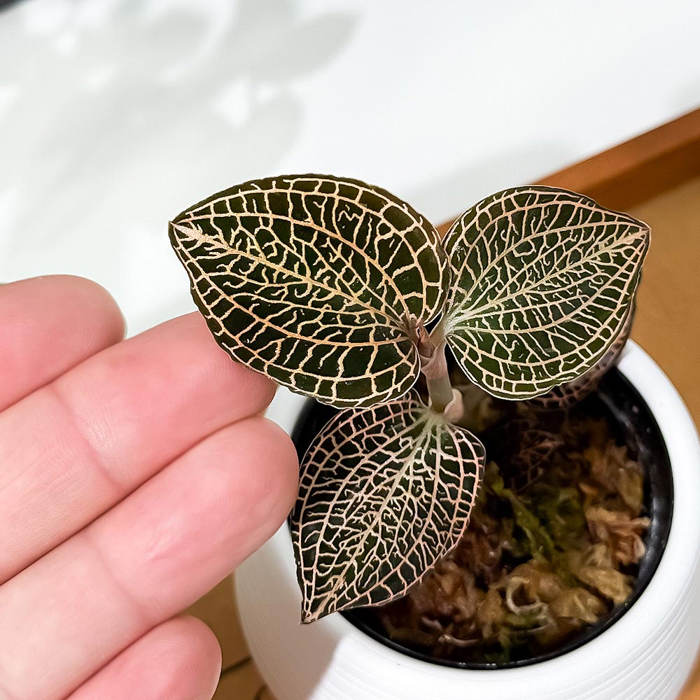 PLANCHU ジュエルオーキッド アネクトキルス ローズゴールド 3号丸鉢 受け皿付き 育て方説明書付き Anoectochilus ‘Rose Gold’ 観葉植物 洋ラン