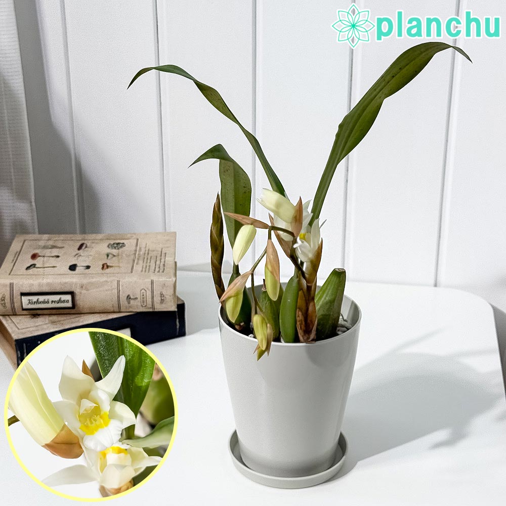 PLANCHU 洋ラン セロジネ インターメディア 4号鉢 受け皿付き 育て方説明書付き Coelogyne ‘Intermedia’