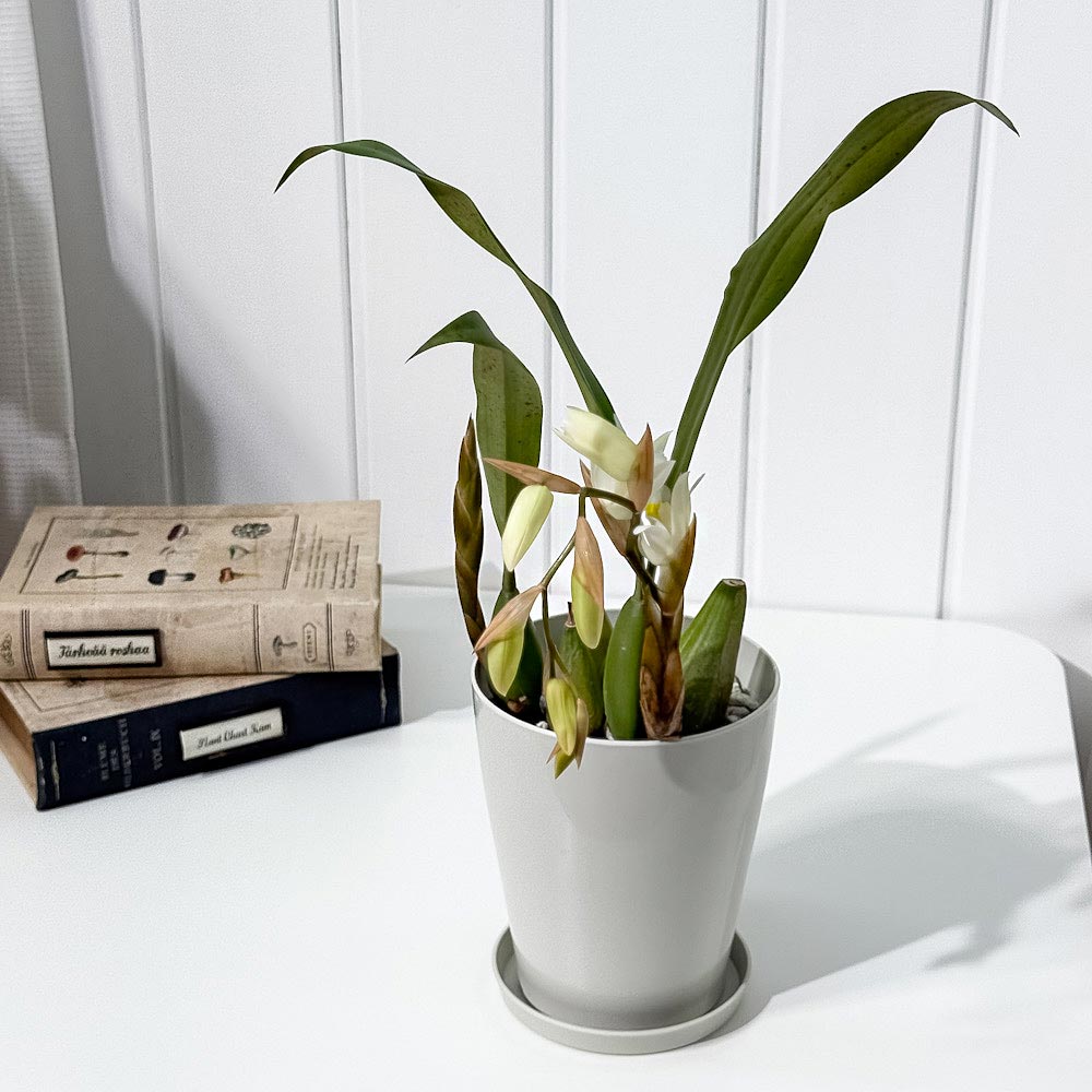 PLANCHU 洋ラン セロジネ インターメディア 4号鉢 受け皿付き 育て方説明書付き Coelogyne ‘Intermedia’