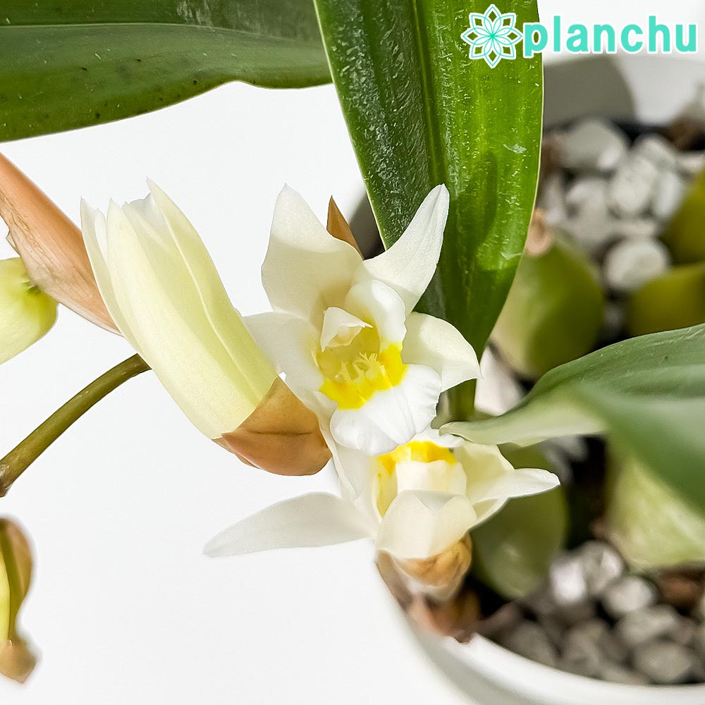 PLANCHU 洋ラン セロジネ インターメディア 4号鉢 受け皿付き 育て方説明書付き Coelogyne ‘Intermedia’