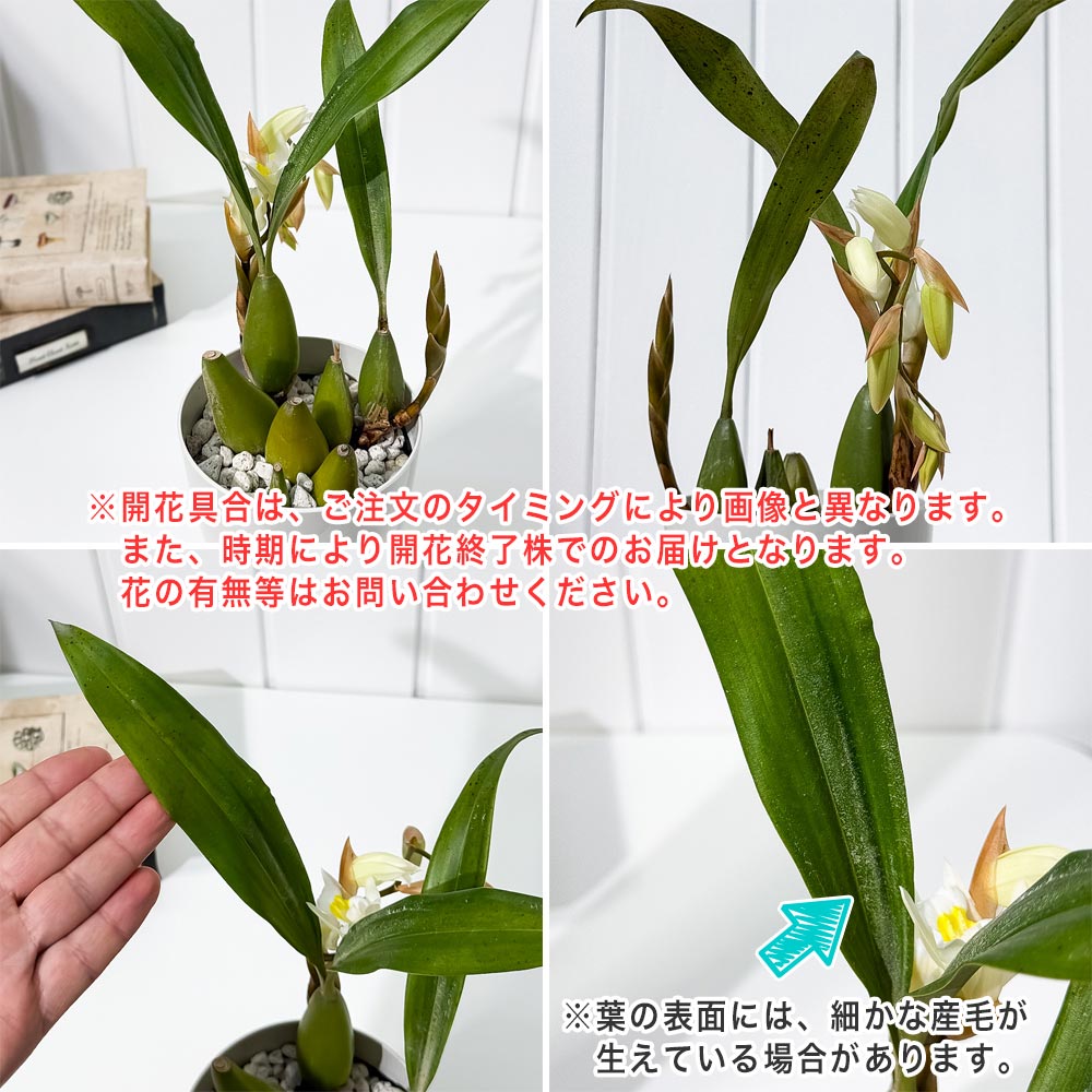 PLANCHU 洋ラン セロジネ インターメディア 4号鉢 受け皿付き 育て方説明書付き Coelogyne ‘Intermedia’