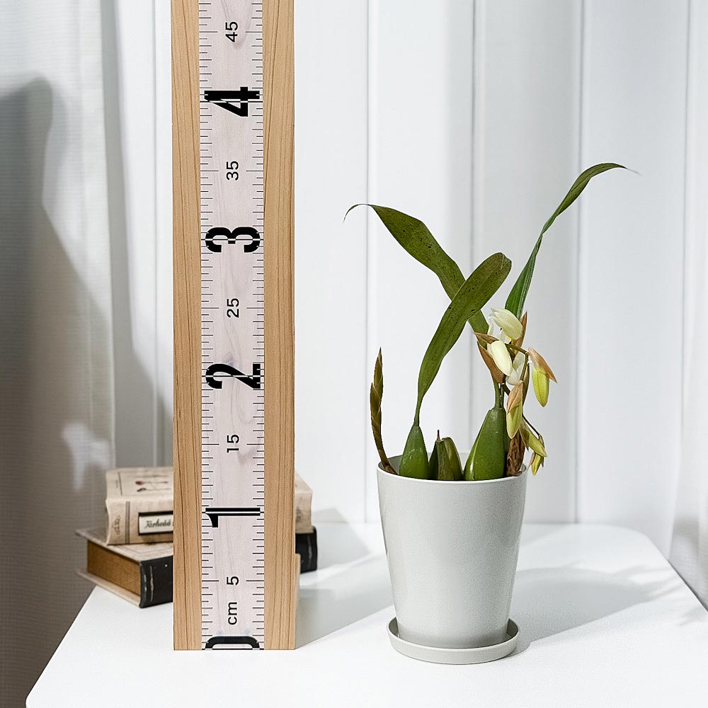 PLANCHU 洋ラン セロジネ インターメディア 4号鉢 受け皿付き 育て方説明書付き Coelogyne ‘Intermedia’