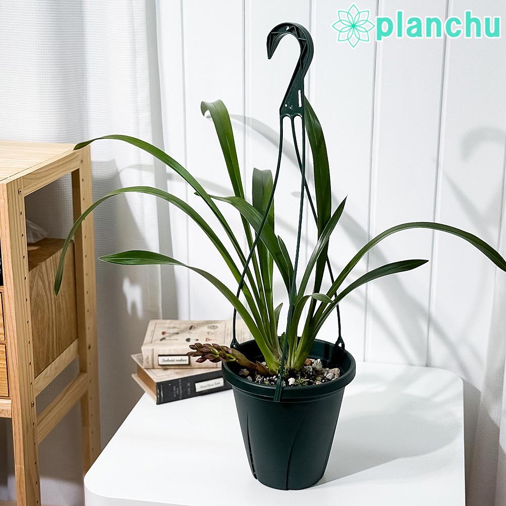 PLANCHU 東洋ラン シンビジウム フォアゴットンフルーツ 6号吊り鉢 育て方説明書付き Cymbidium ‘Forgotten Fruits’ ミツバチラン キンリョウヘン シンビジューム