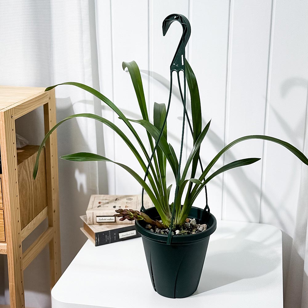 PLANCHU 東洋ラン シンビジウム フォアゴットンフルーツ 6号吊り鉢 育て方説明書付き Cymbidium ‘Forgotten Fruits’ ミツバチラン キンリョウヘン シンビジューム