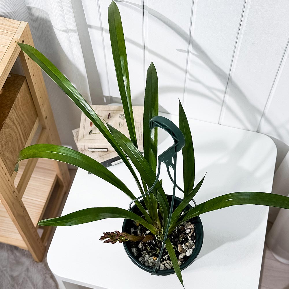 PLANCHU 東洋ラン シンビジウム フォアゴットンフルーツ 6号吊り鉢 育て方説明書付き Cymbidium ‘Forgotten Fruits’ ミツバチラン キンリョウヘン シンビジューム